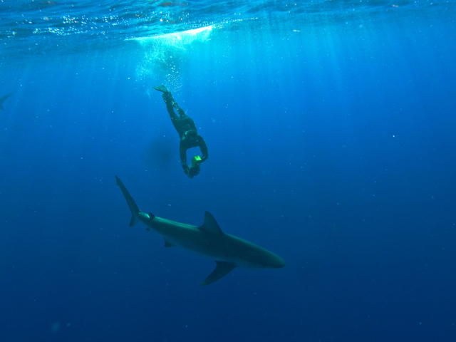 a fish swimming under water