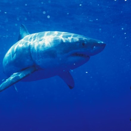 a fish swimming under water
