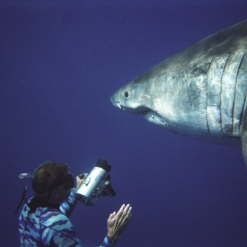 a fish swimming under water