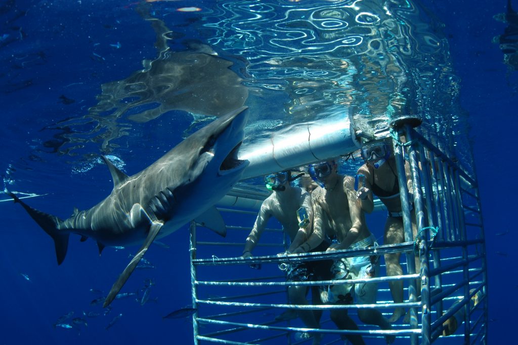 hawaiisharkencounters.com