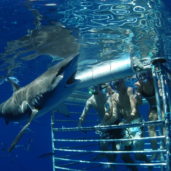 a bird swimming in water