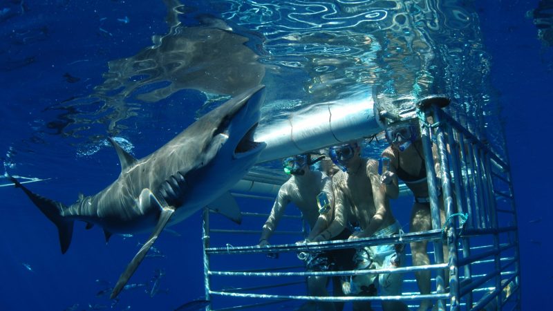 a bird swimming in water