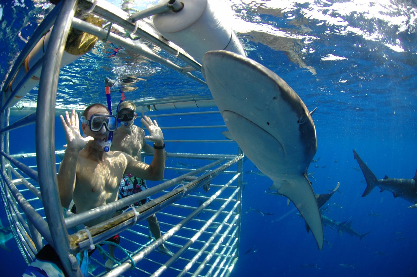 Shark Cage Diving In Oahu Swim With Sharks Shark Cage Diving In Oahu Swim With Sharks