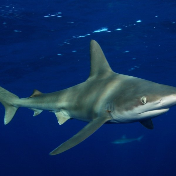 a shark swimming in blue water