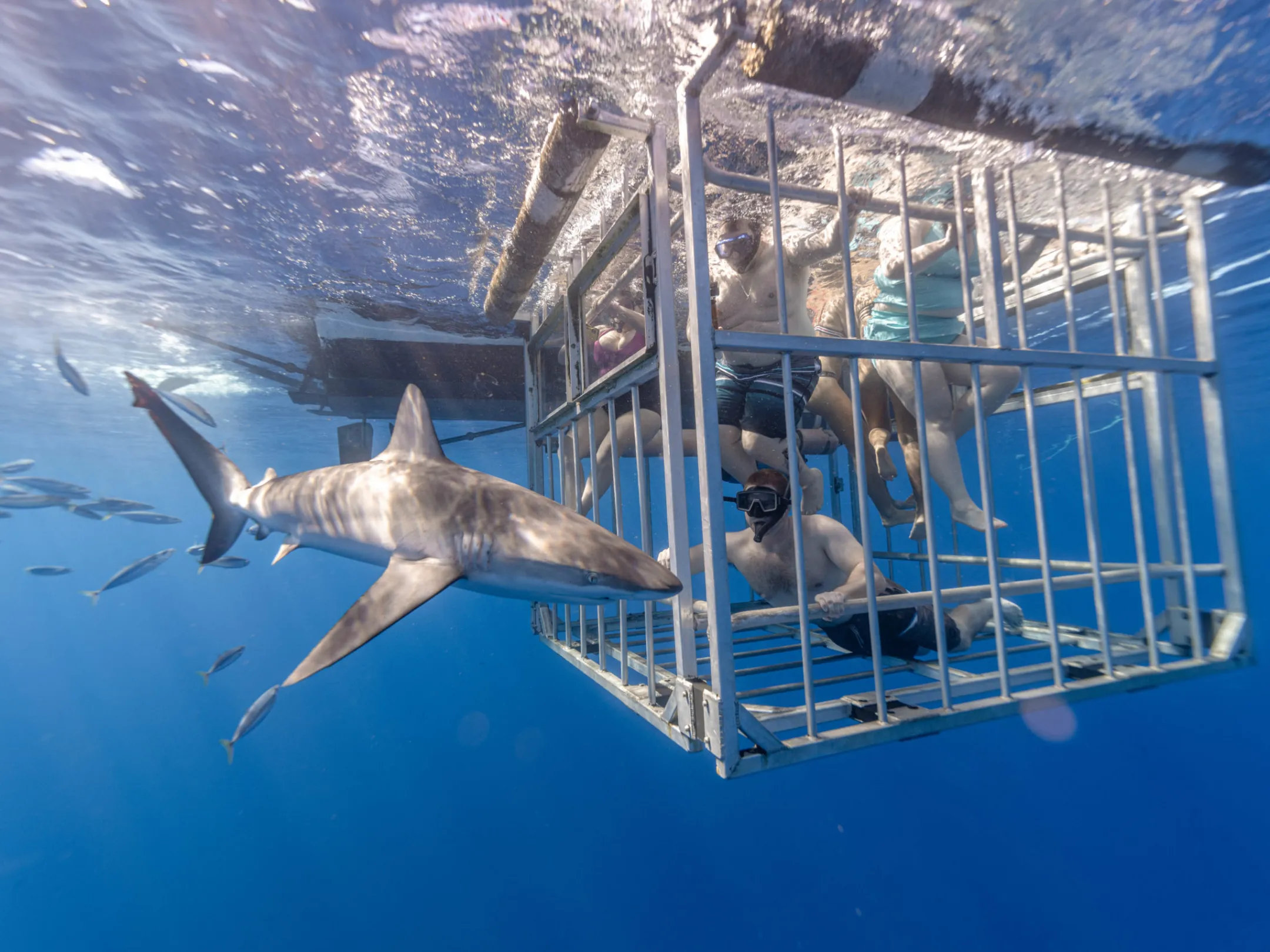 a bird flying over the water