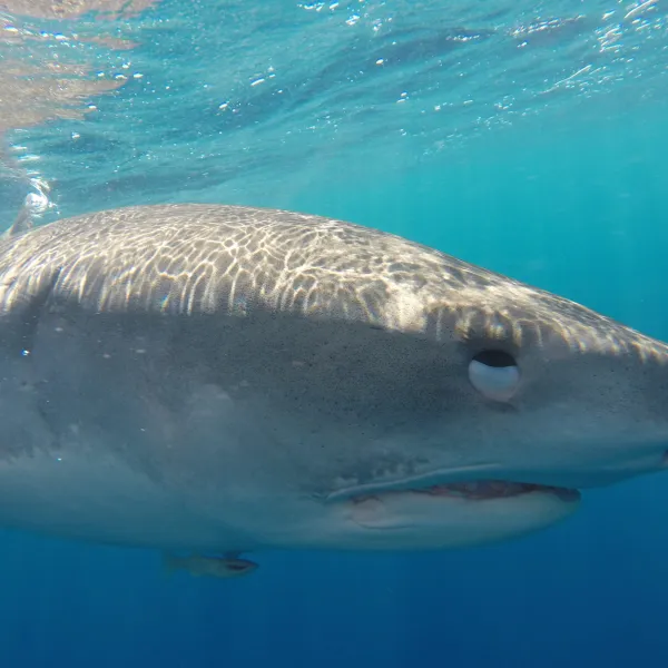 a shark swimming in blue water