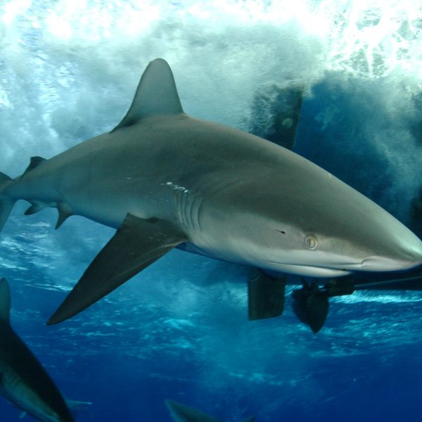 a shark swimming through water