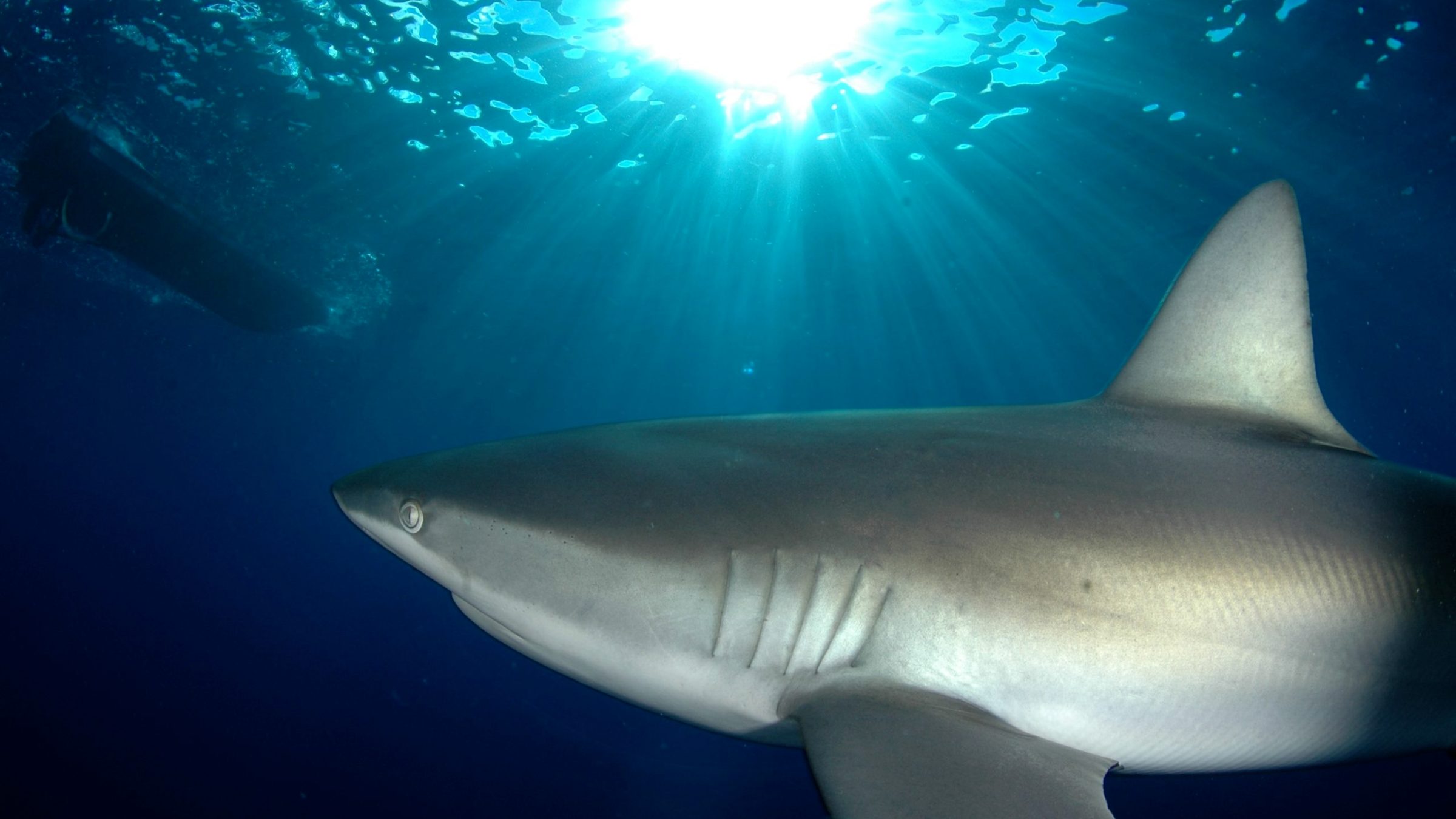 a shark in the water