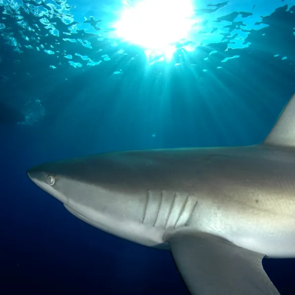 a shark in the water