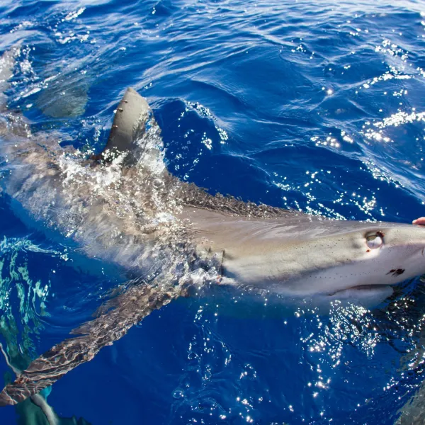 a man swimming in the water
