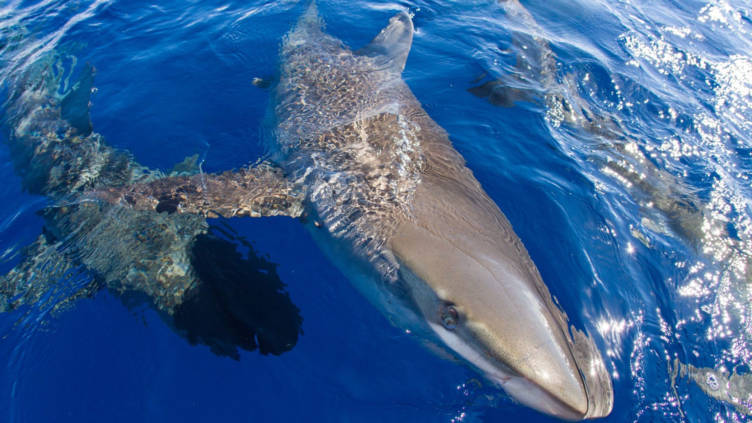 a fish swimming under water