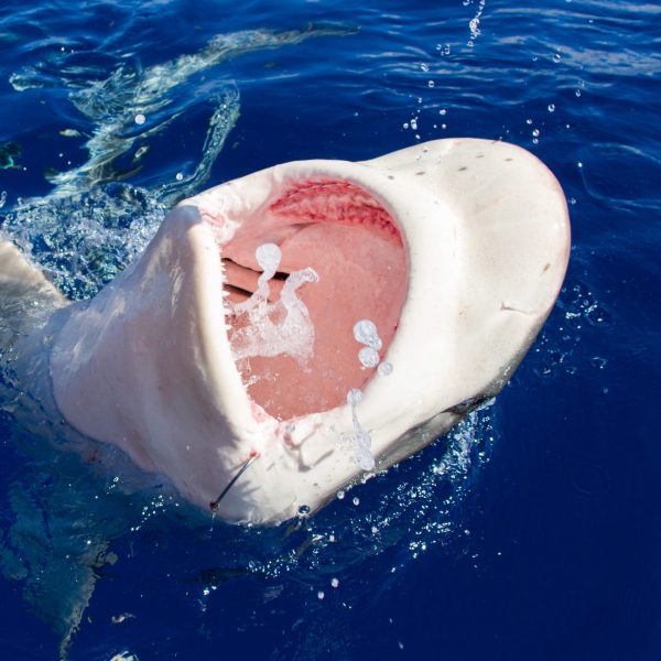 a bird swimming in water