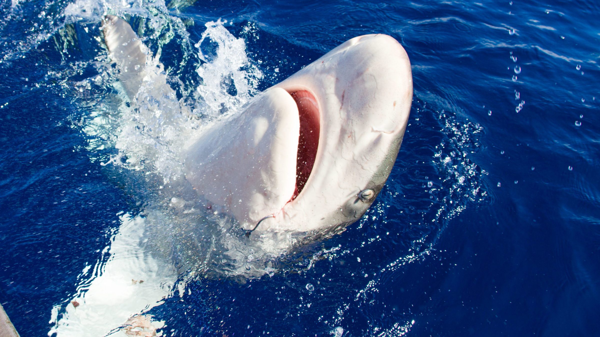 an animal swimming in the water