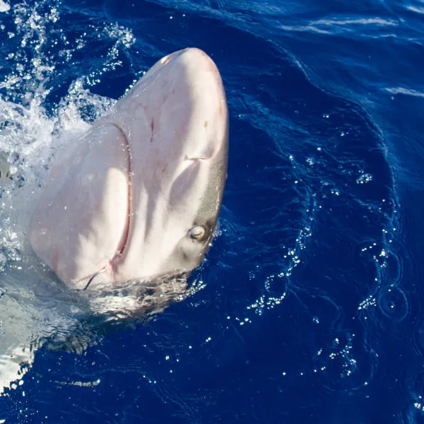 a dolphin jumping out of the water