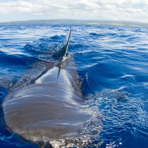 a fish swimming under water