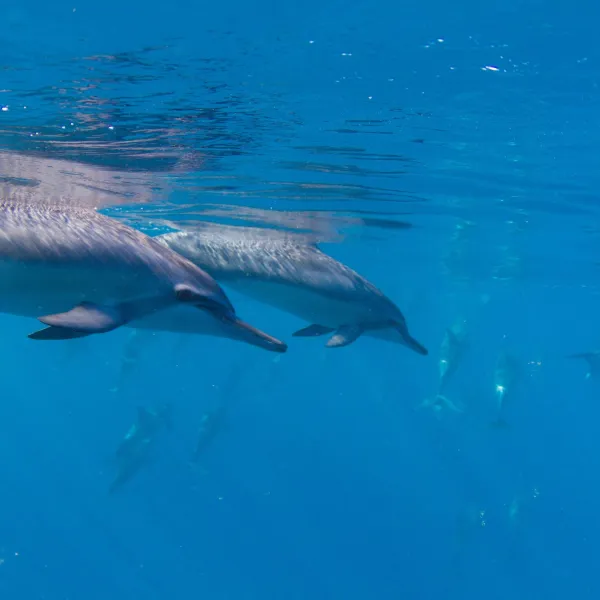 dolphins swimming under water