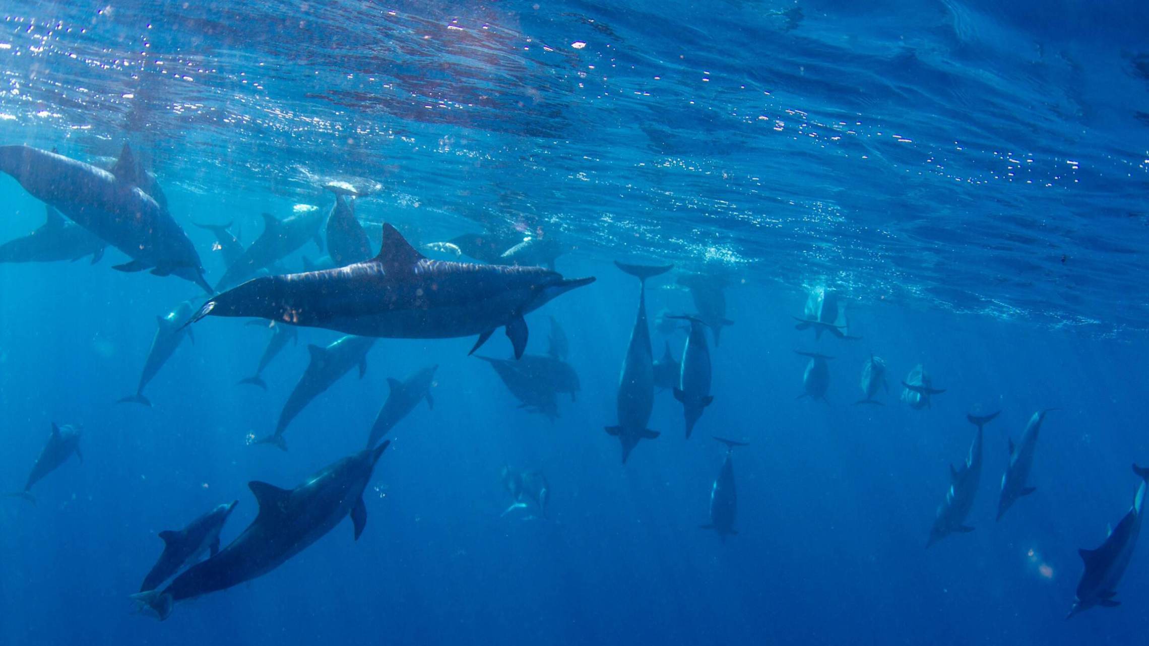 marine life swimming in a pool of water