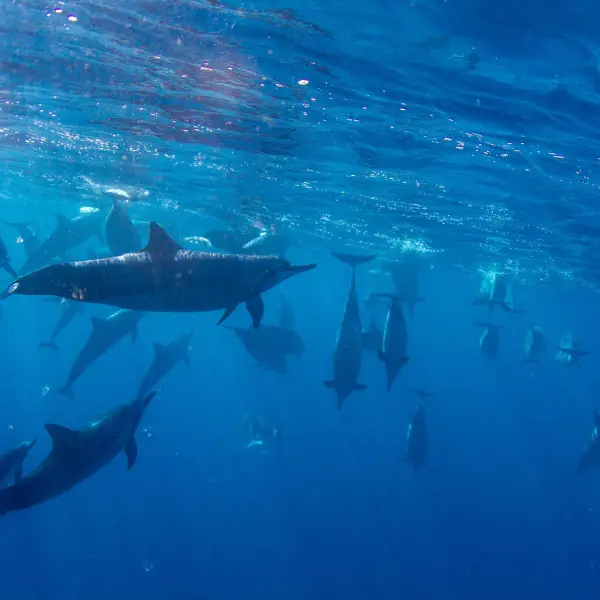 marine life swimming in a pool of water