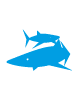 OurSharks shark logo