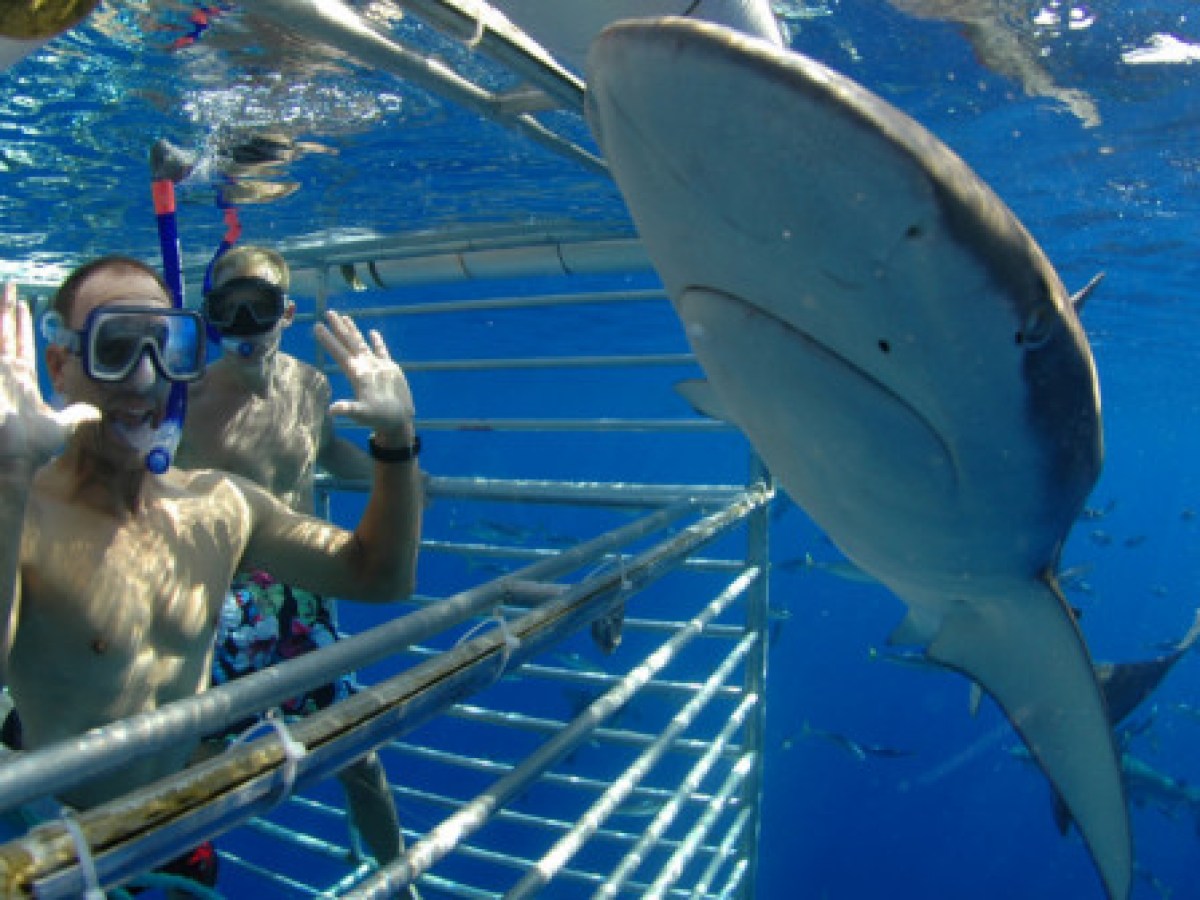 a group of people swimming in a pool of water