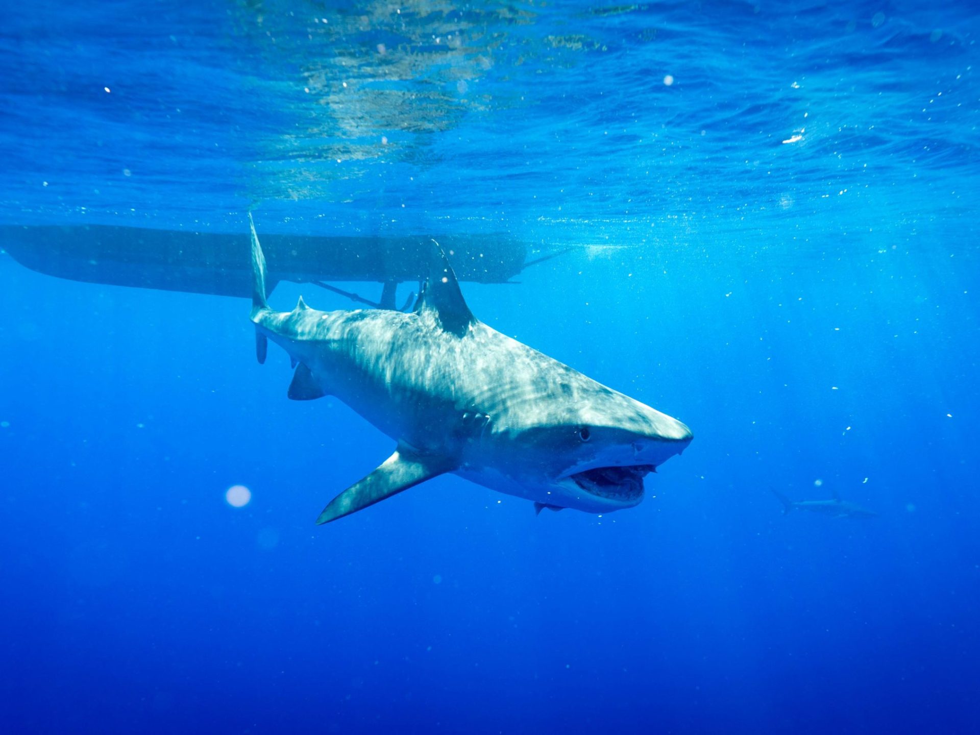 a shark swimming in blue water