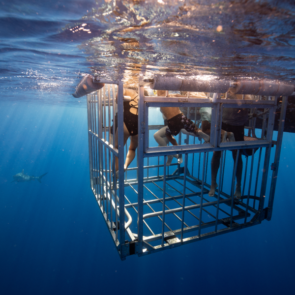 family participating in shark diving activity