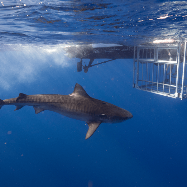 shark cage diving activities
