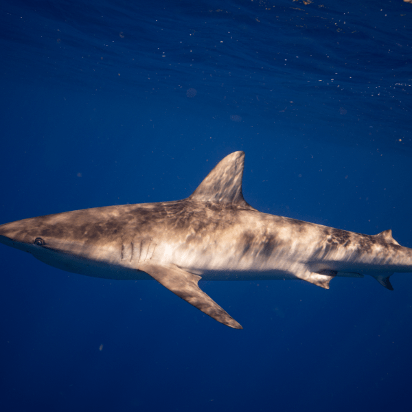 shark in water