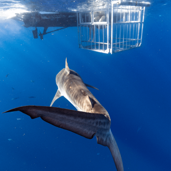 a shark swimming under water with cage divers