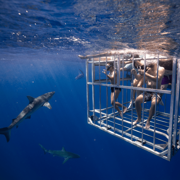 small sharks swimming near family in cage partially submerged