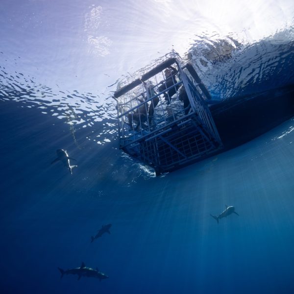 shark cage diving activity with multiple small sharks
