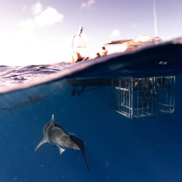shark cage diving activity