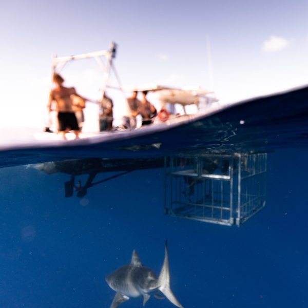group on boat while some are underwater doing shark cage diving tours