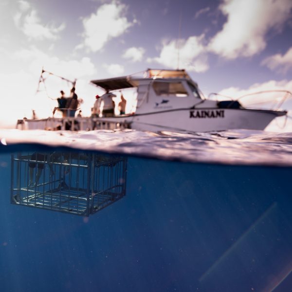 shark cage diving activity